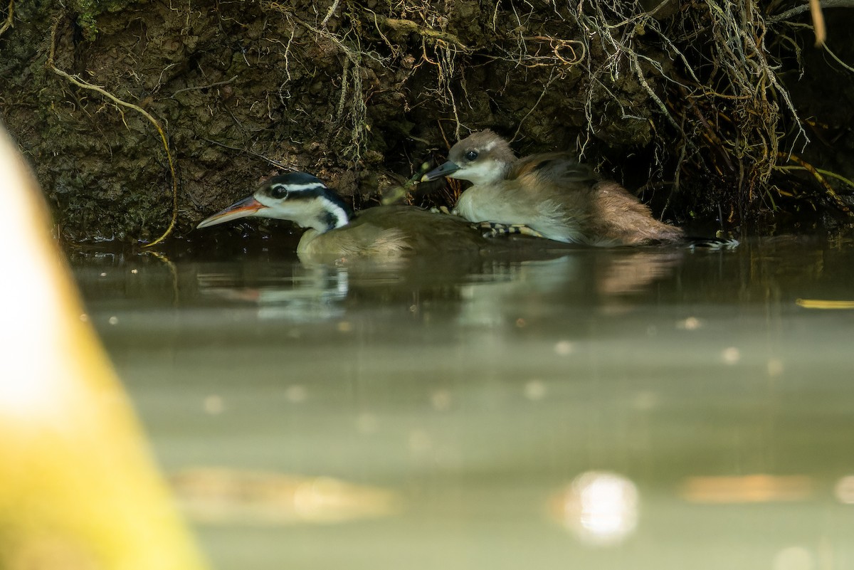 Sungrebe - ML637167604