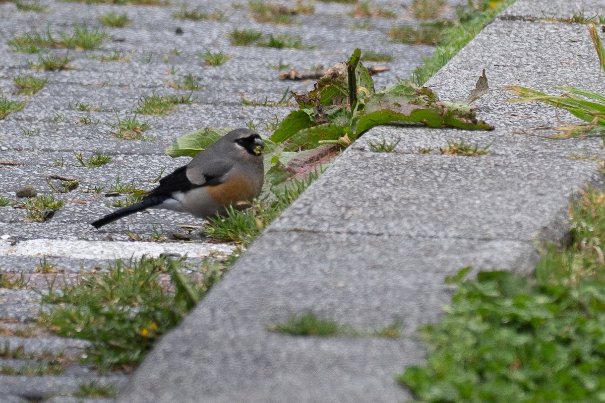 Taiwan Bullfinch - ML637167618