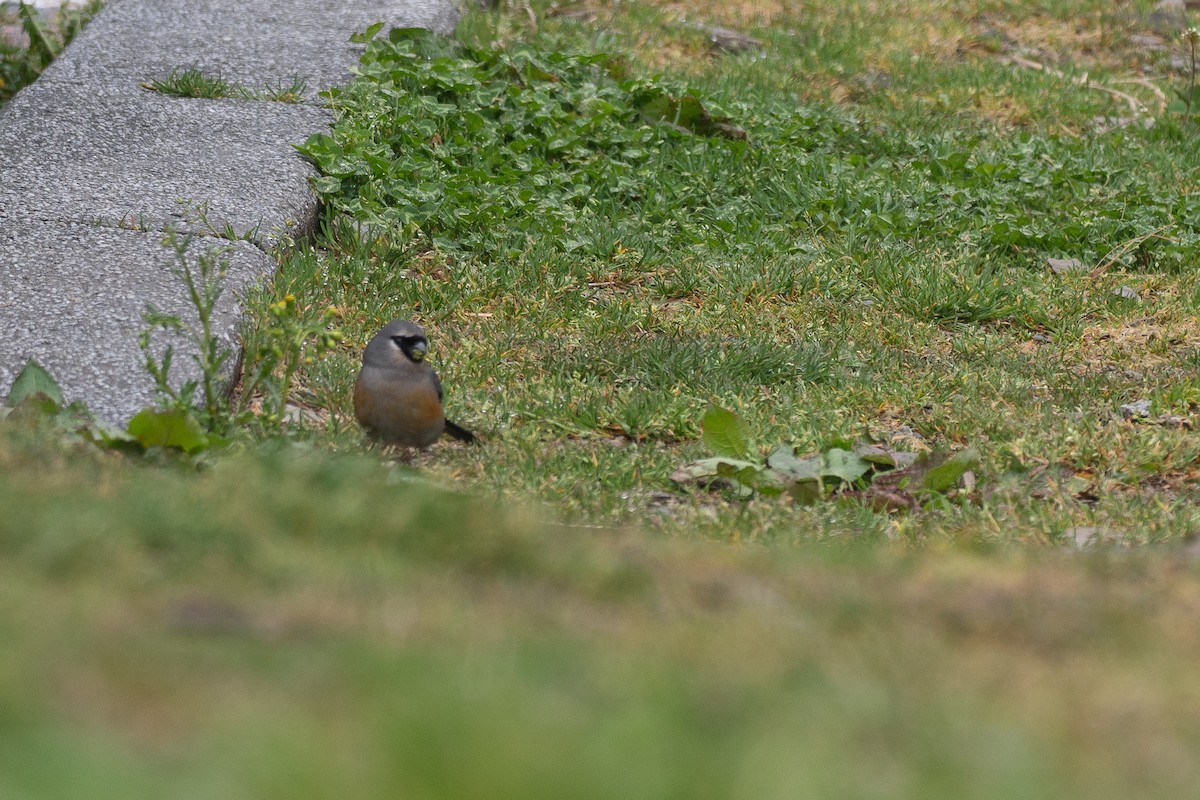 Taiwan Bullfinch - ML637167619