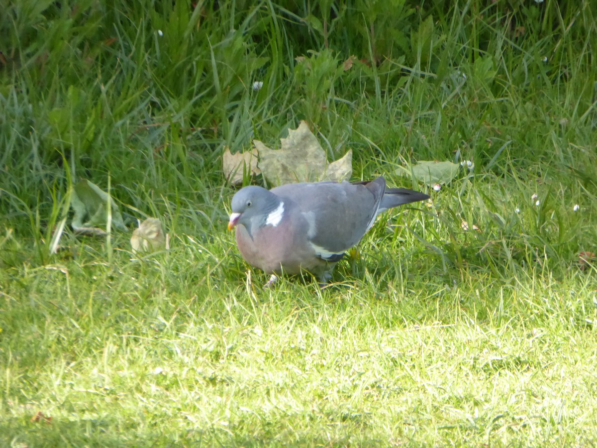 モリバト - ML637167639