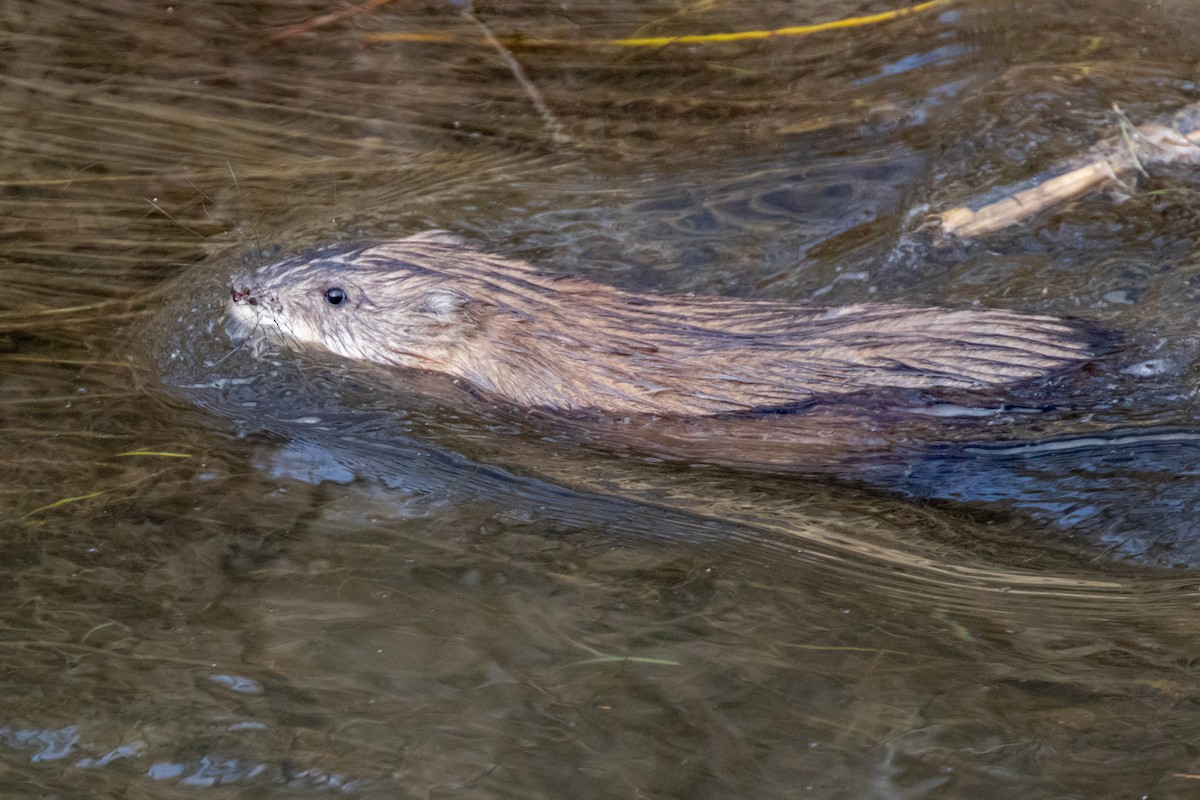 Ондатра - ML637167727