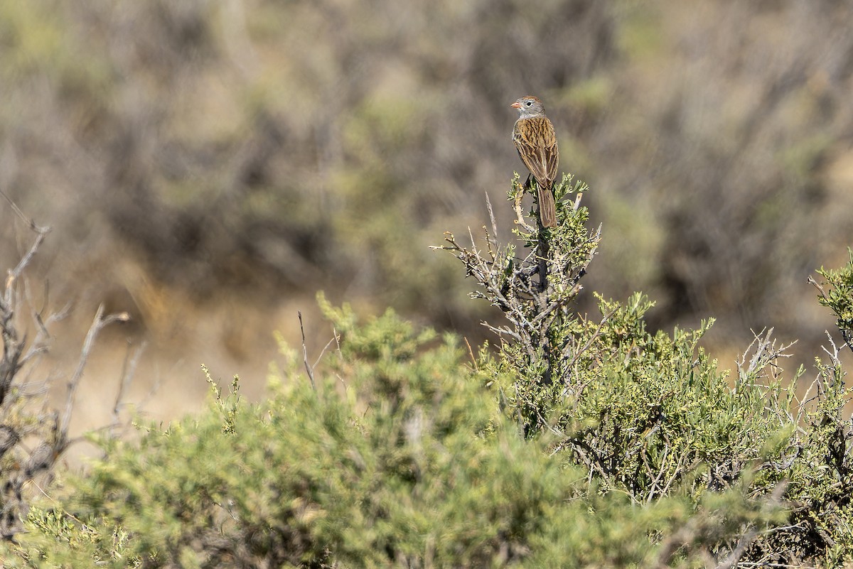 Worthen's Sparrow - ML637167799