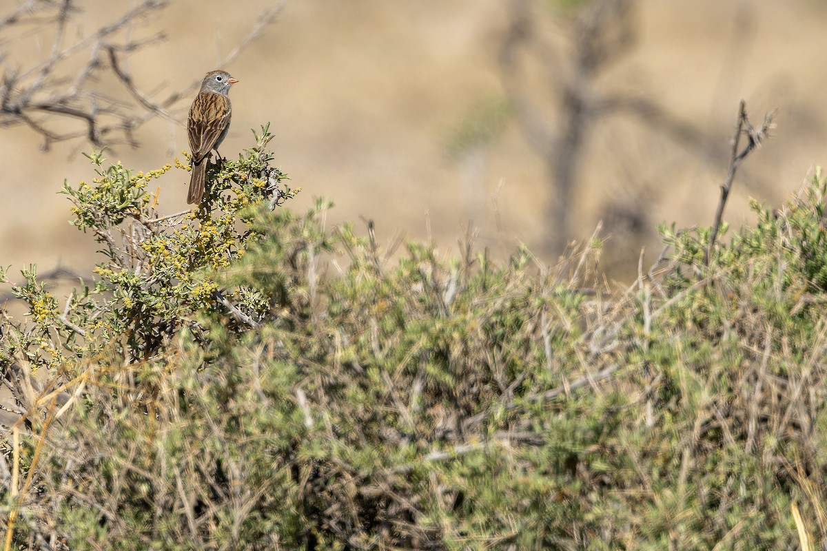 Worthen's Sparrow - ML637167801