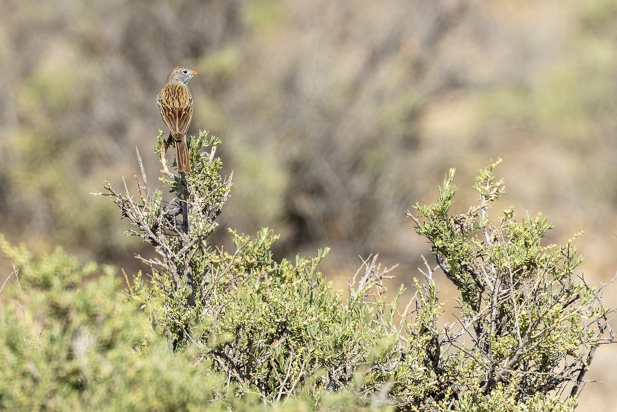 Worthen's Sparrow - ML637167803
