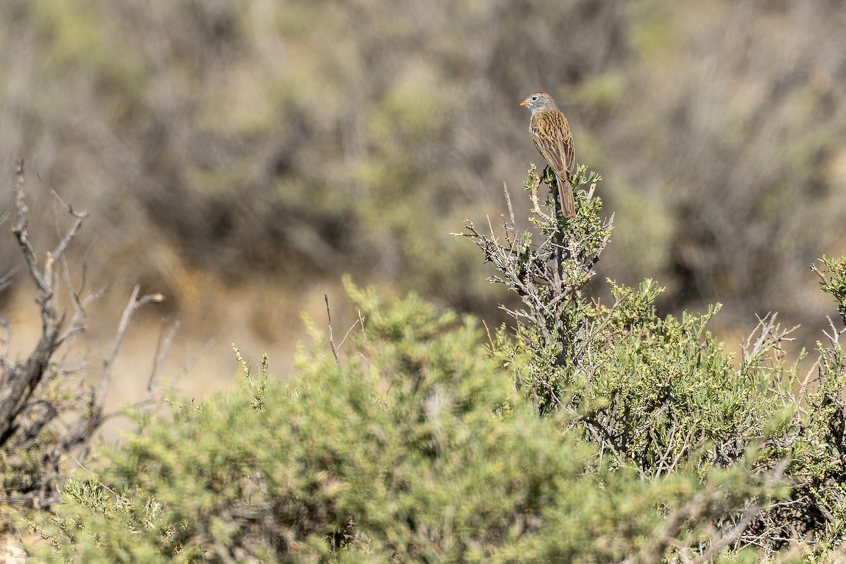 Worthen's Sparrow - ML637167804