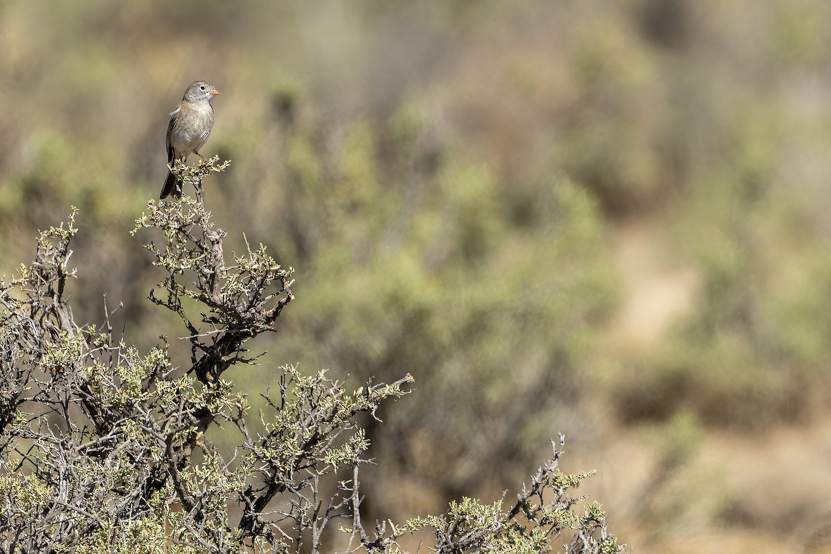 Worthen's Sparrow - ML637167806