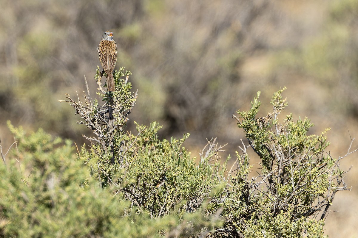Worthen's Sparrow - ML637167807