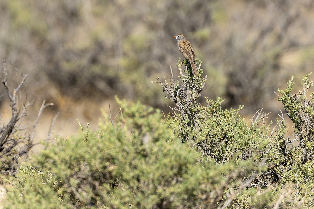 Worthen's Sparrow - ML637167812