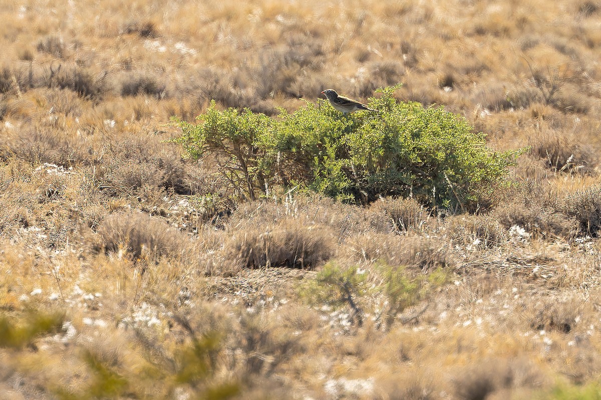 Worthen's Sparrow - ML637167813