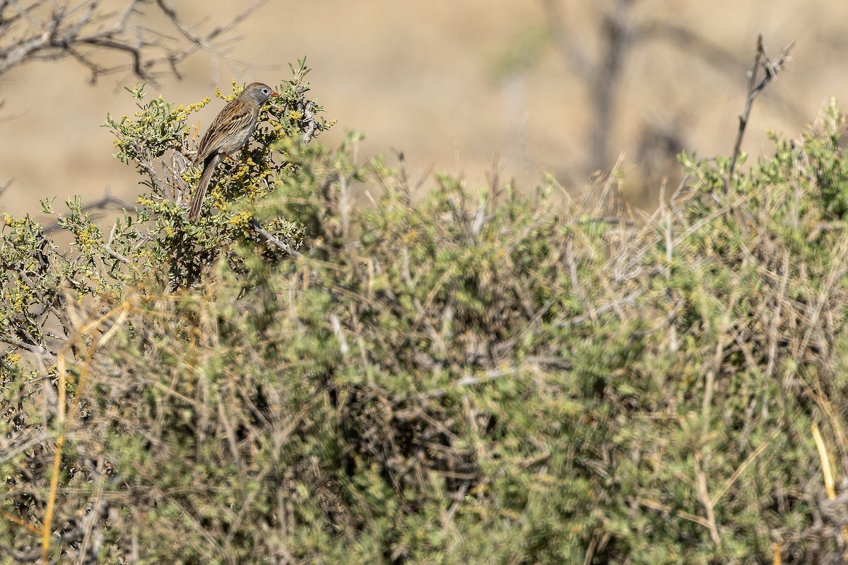 Worthen's Sparrow - ML637167815