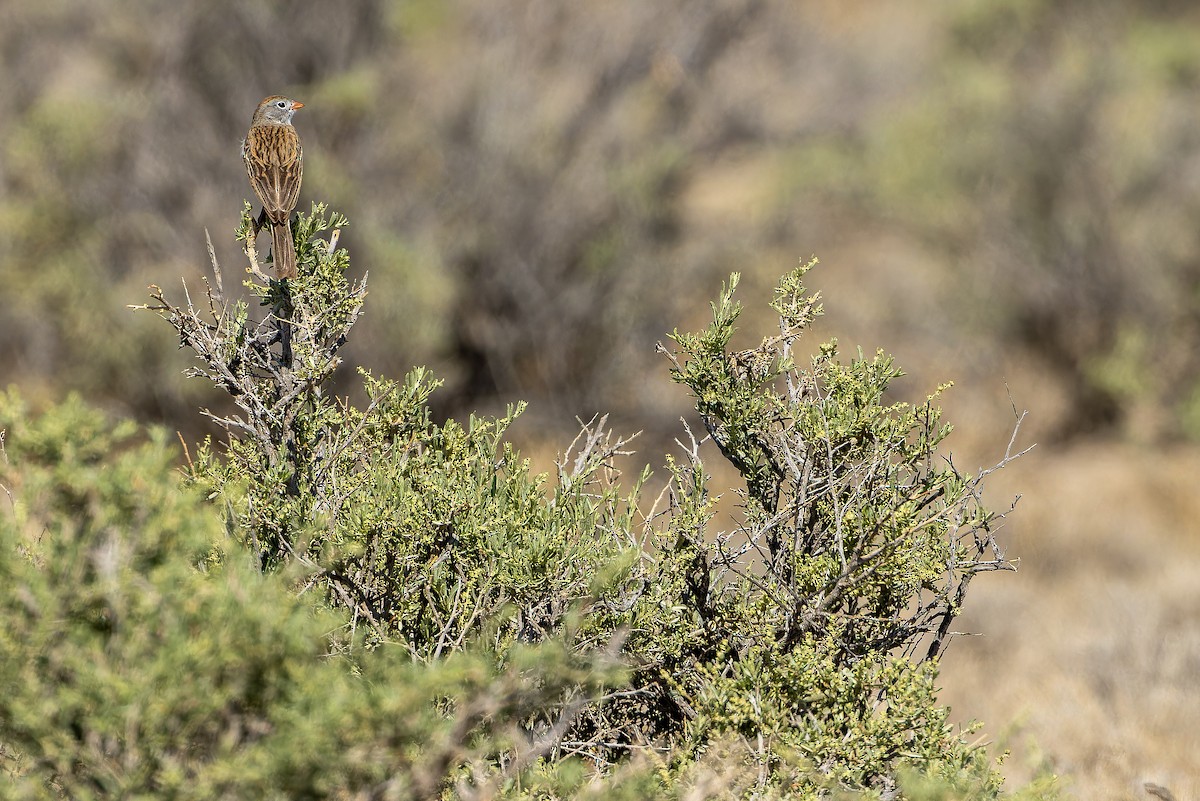 Worthen's Sparrow - ML637167817