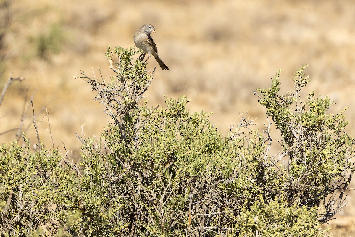 Worthen's Sparrow - ML637167818
