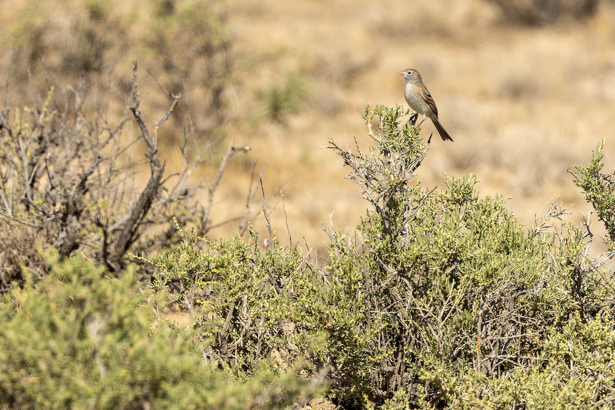 Worthen's Sparrow - ML637167819