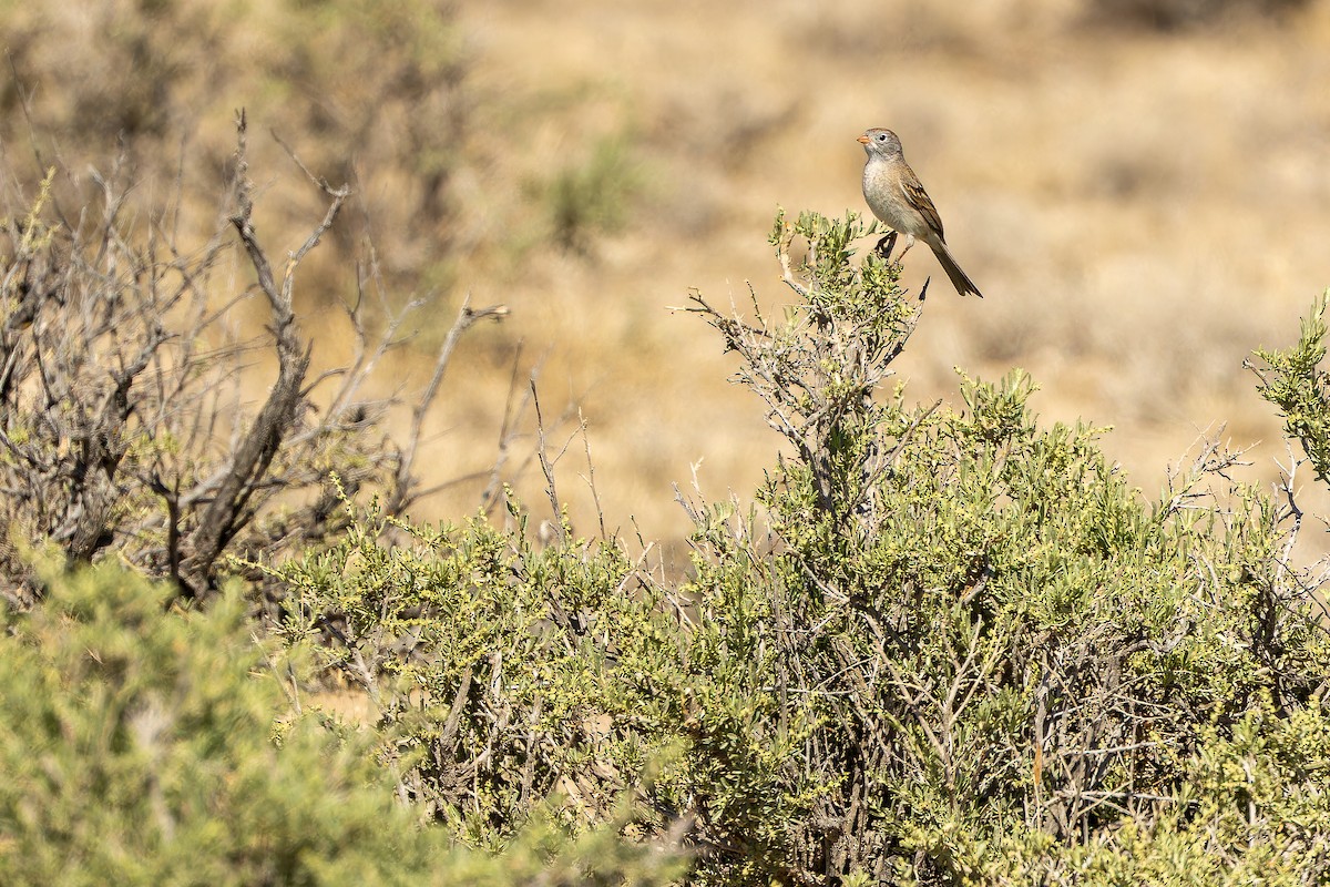 Worthen's Sparrow - ML637167820