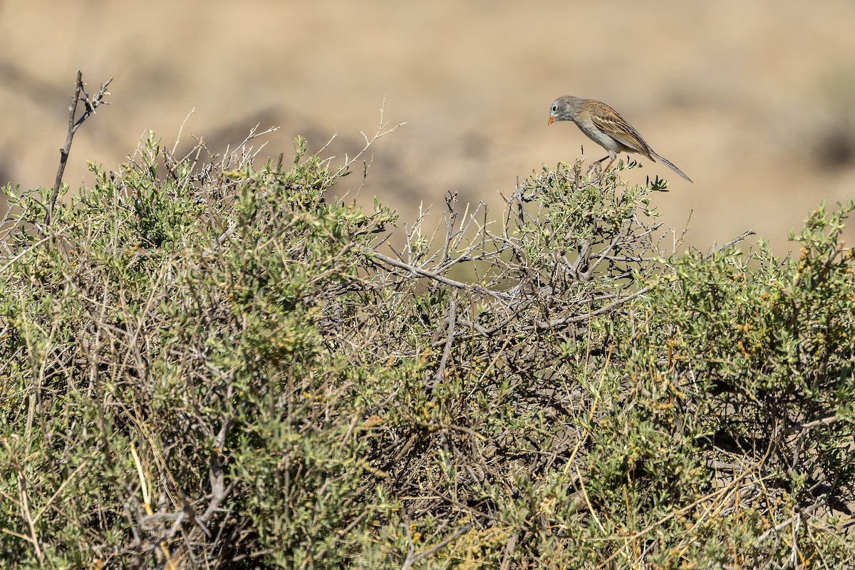 Worthen's Sparrow - ML637167822