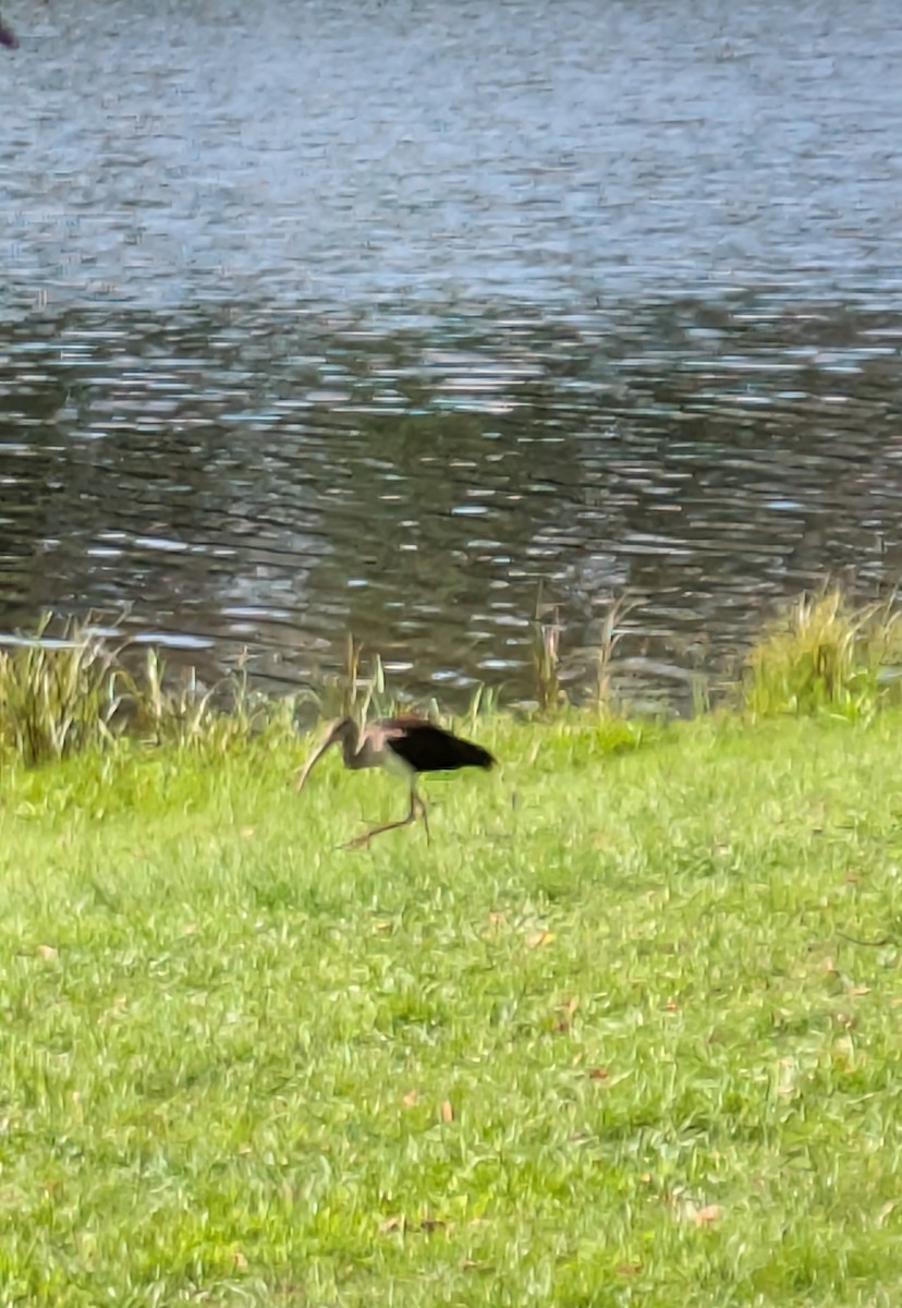 Ibis Blanco - ML637167847
