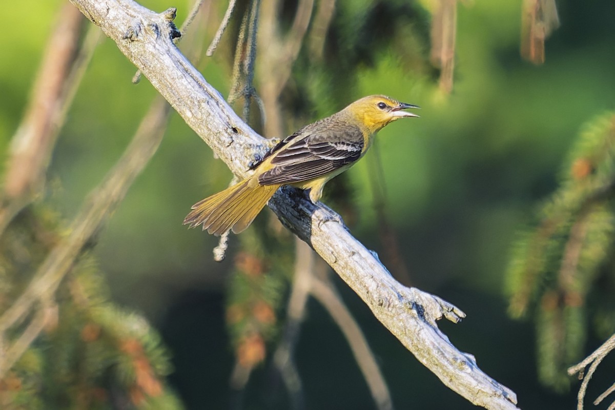 Orchard Oriole - ML637167921