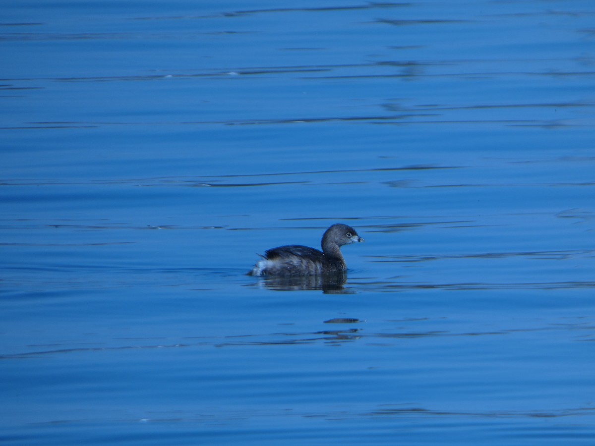Pied-billed Grebe - ML637167970
