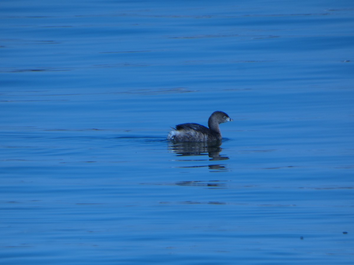 Pied-billed Grebe - ML637167971