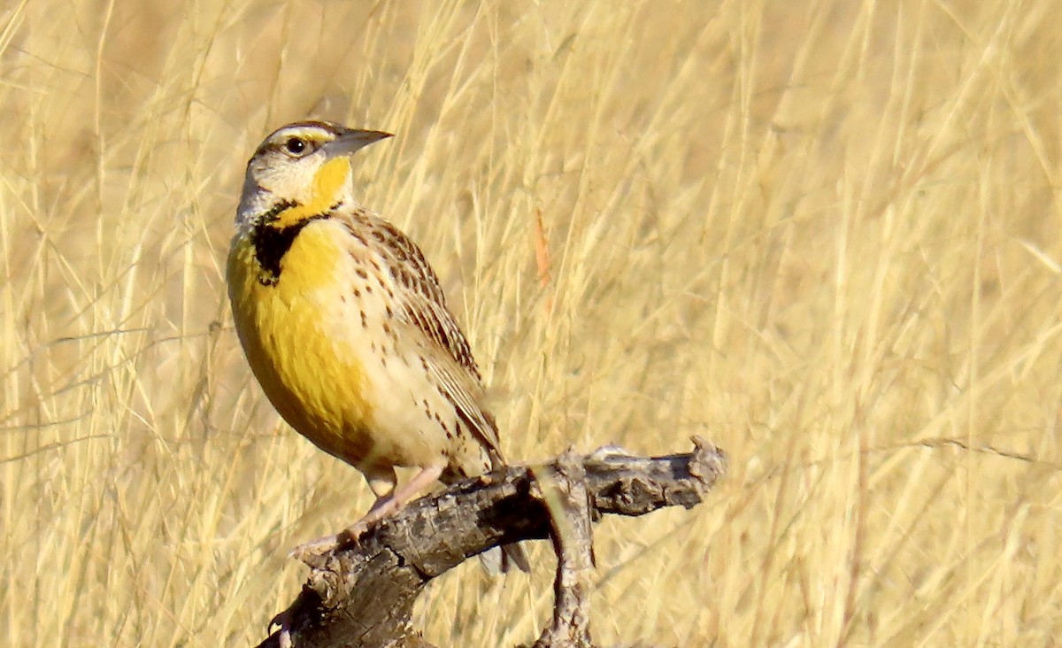 Chihuahuan Meadowlark - ML637167980