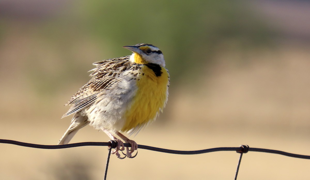 Chihuahuan Meadowlark - ML637167982