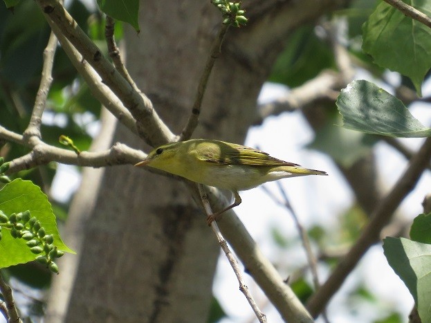 Wood Warbler - ML637168028