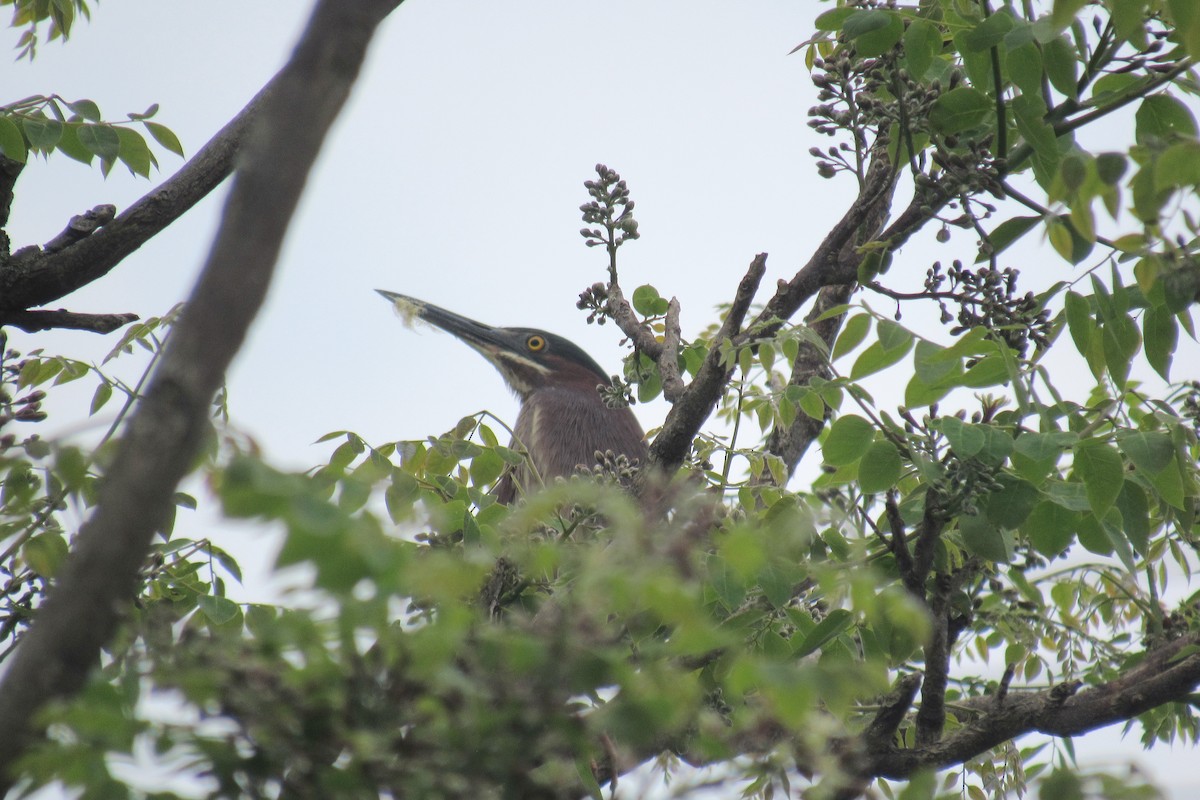 Green Heron - ML637168066