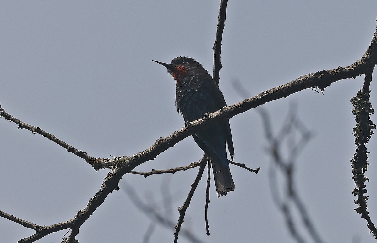 Black Bee-eater - ML637168071