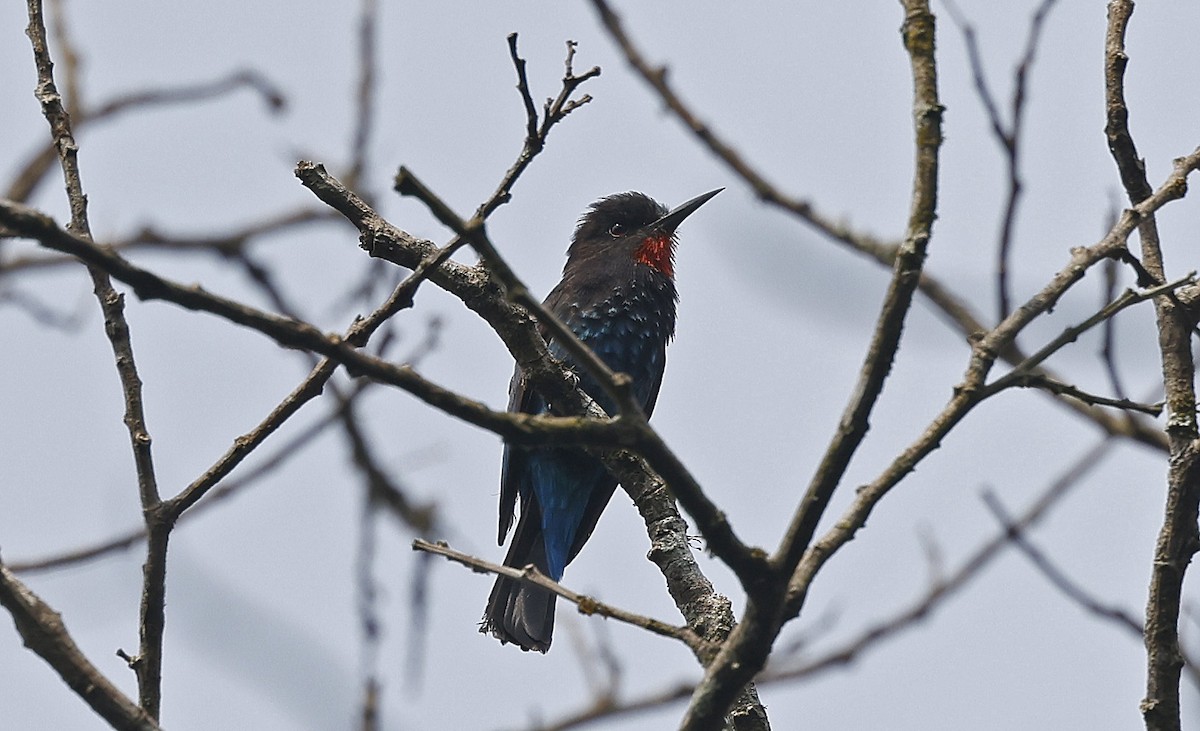 Black Bee-eater - ML637168083