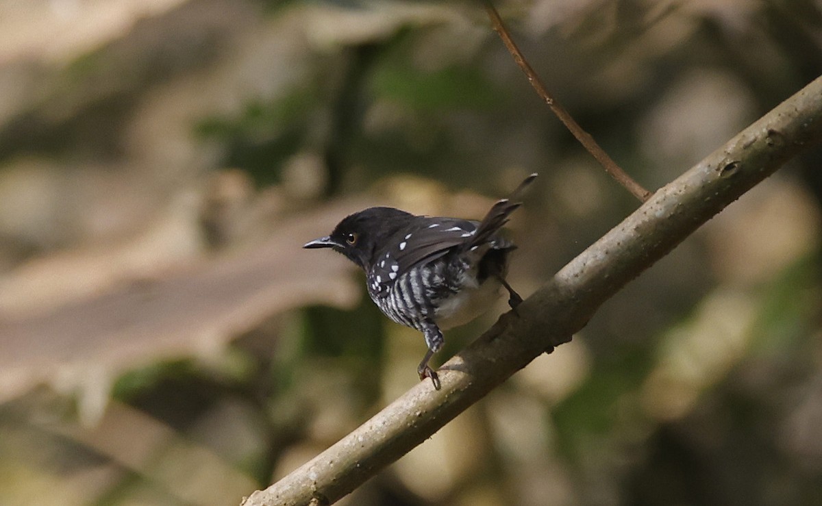 Prinia rayée (melanops/obscura) - ML637168106