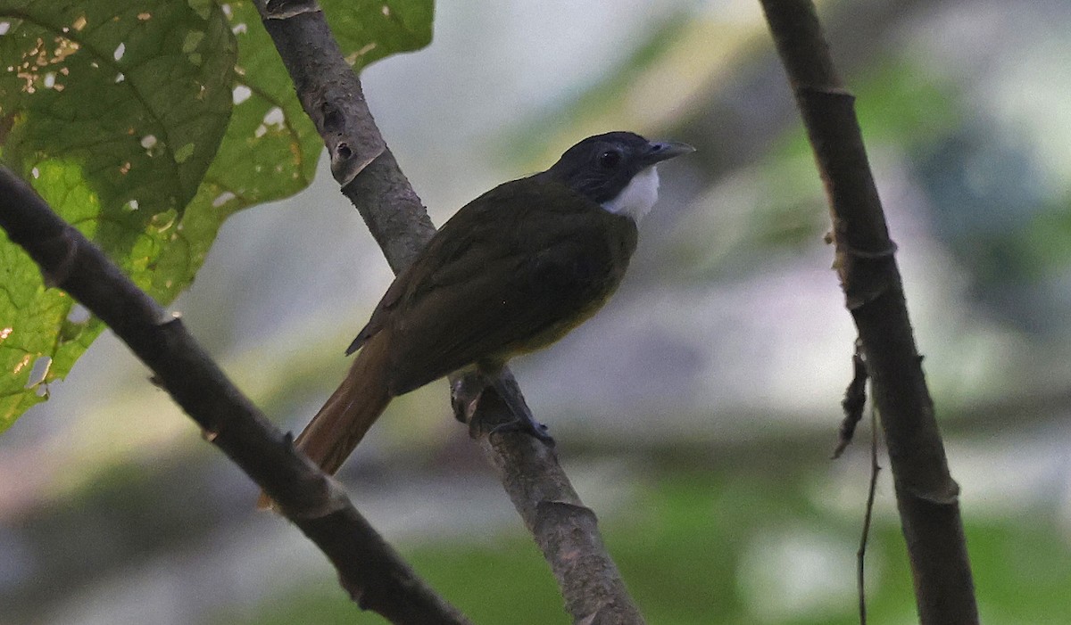 Red-tailed Greenbul - ML637168116