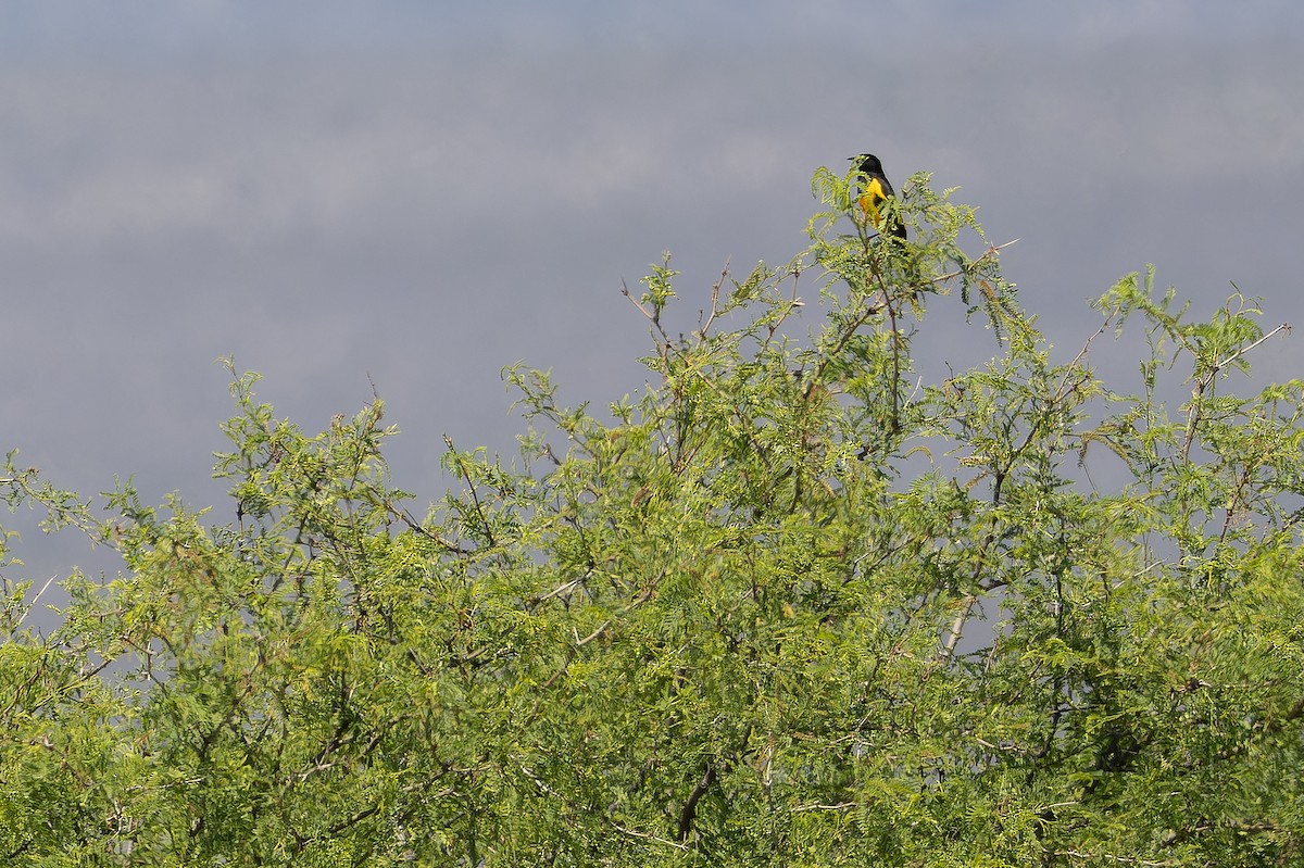 Black-vented Oriole - ML637168131