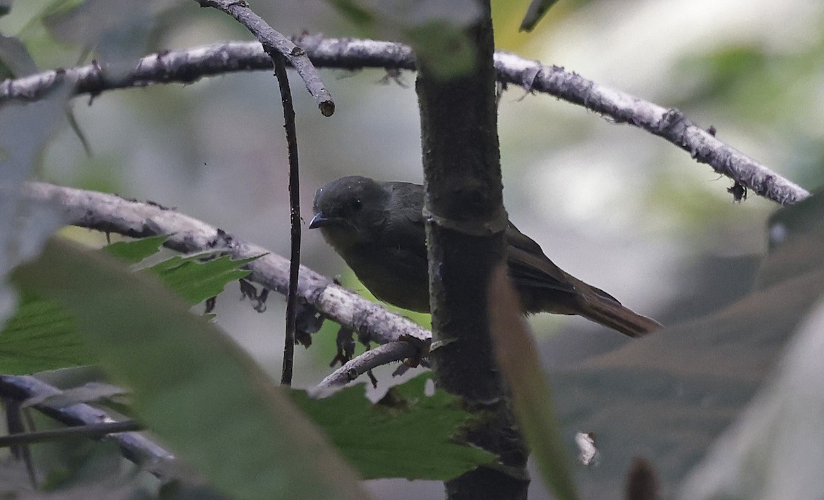 Bulbul verdâtre - ML637168157