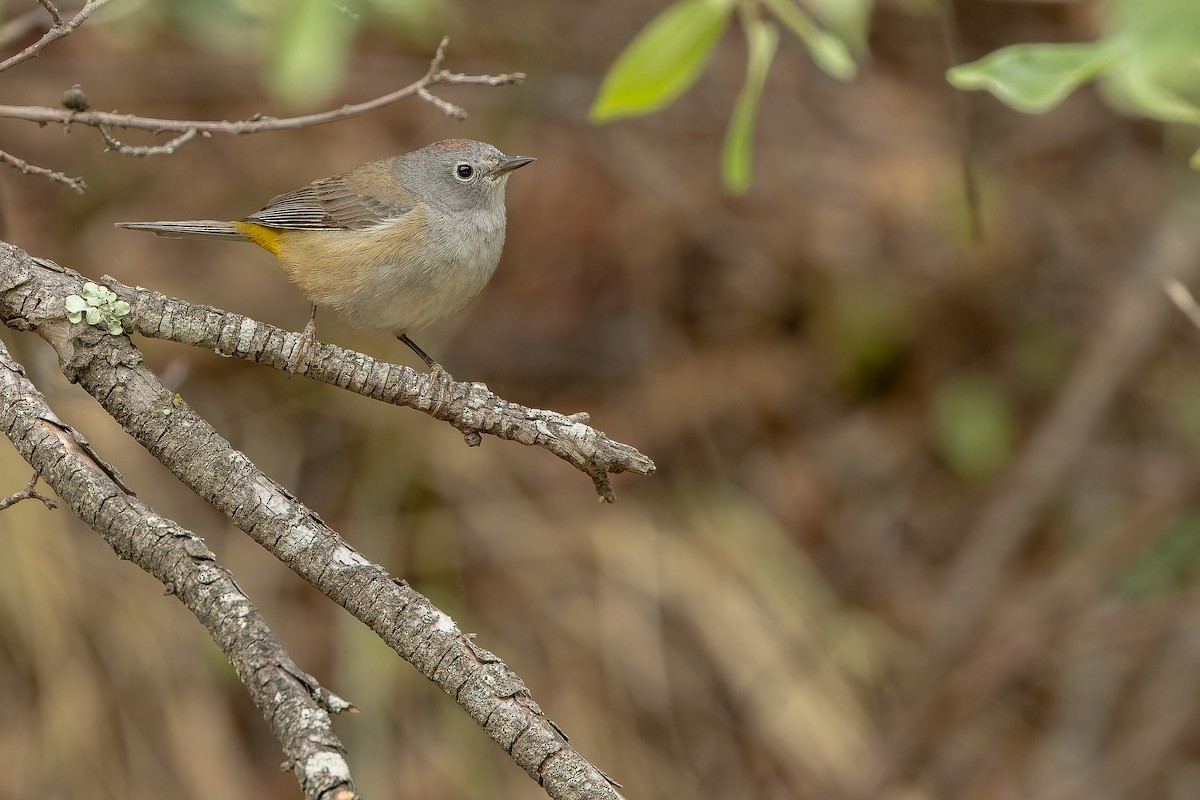Colima Warbler - ML637168182