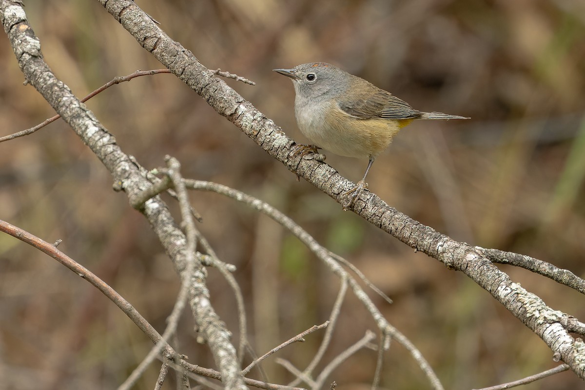 Colima Warbler - ML637168186