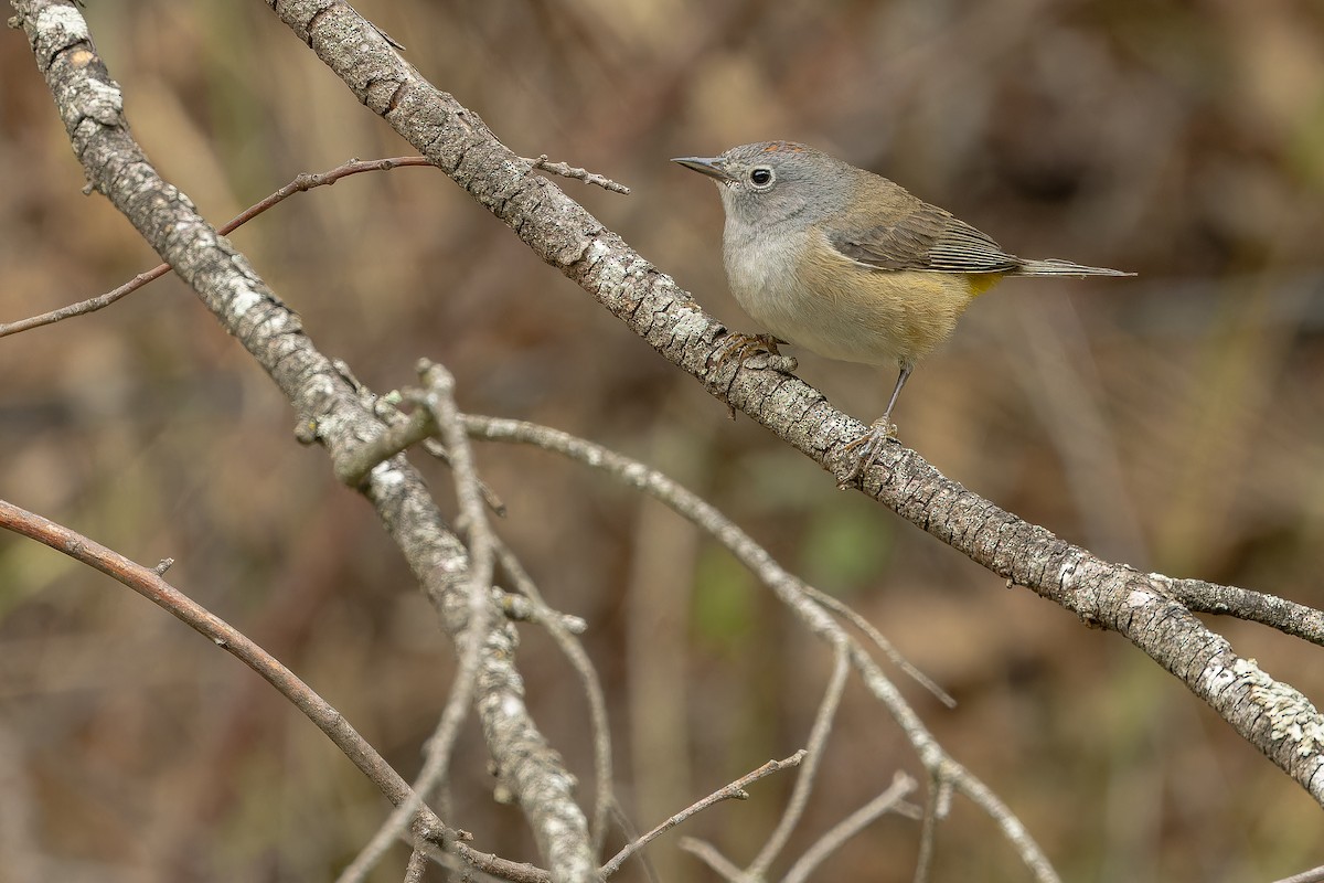 Colima Warbler - ML637168187