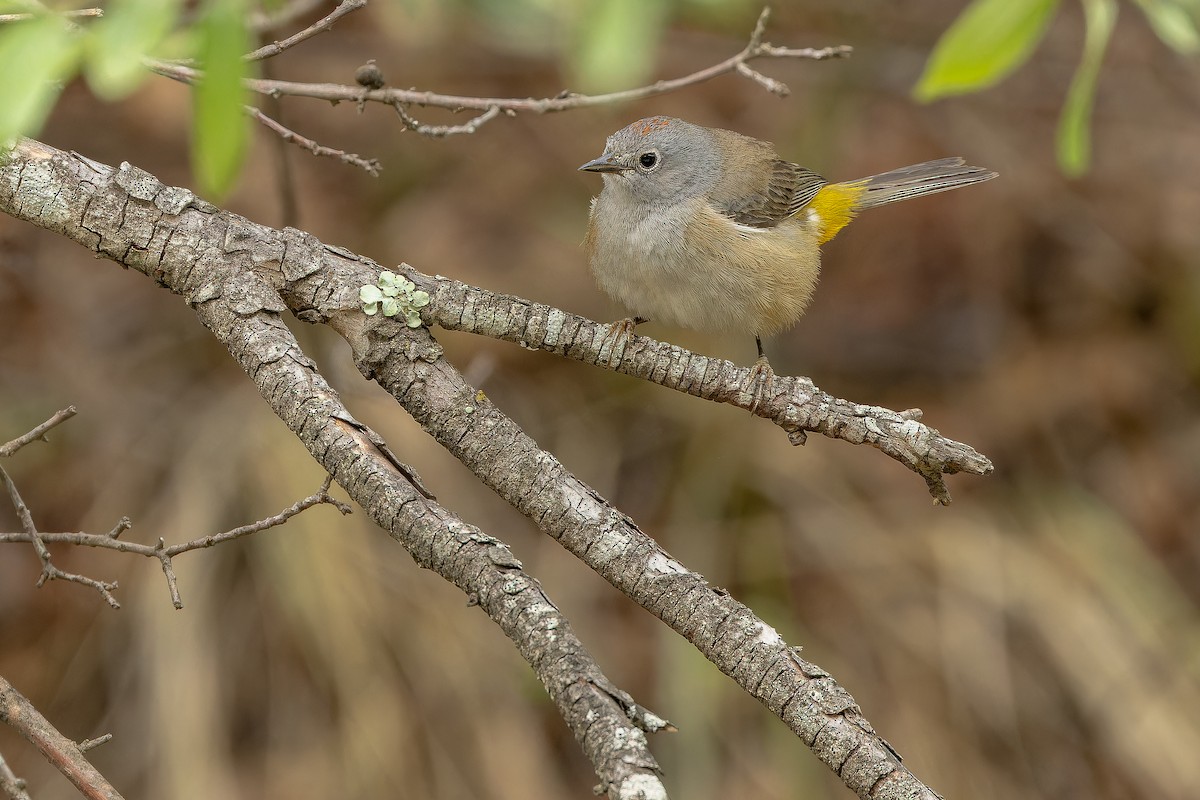 Colima Warbler - ML637168191