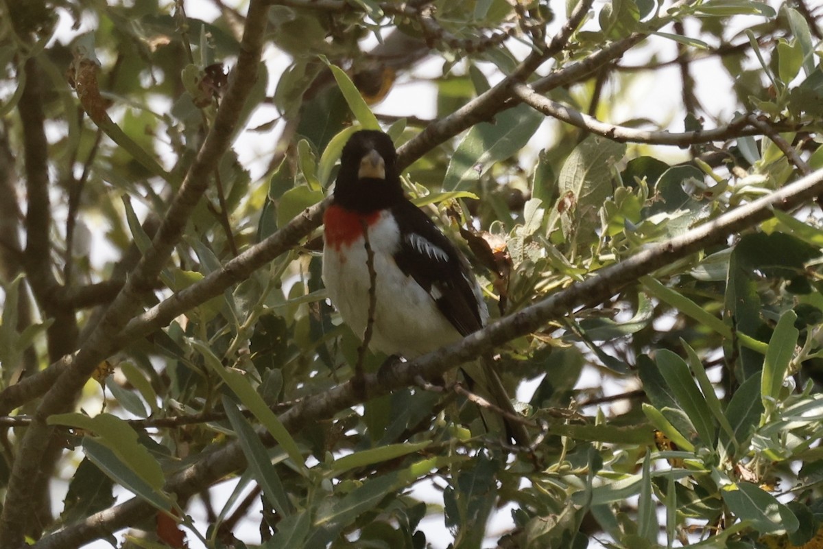 Rose-breasted Grosbeak - ML637168246