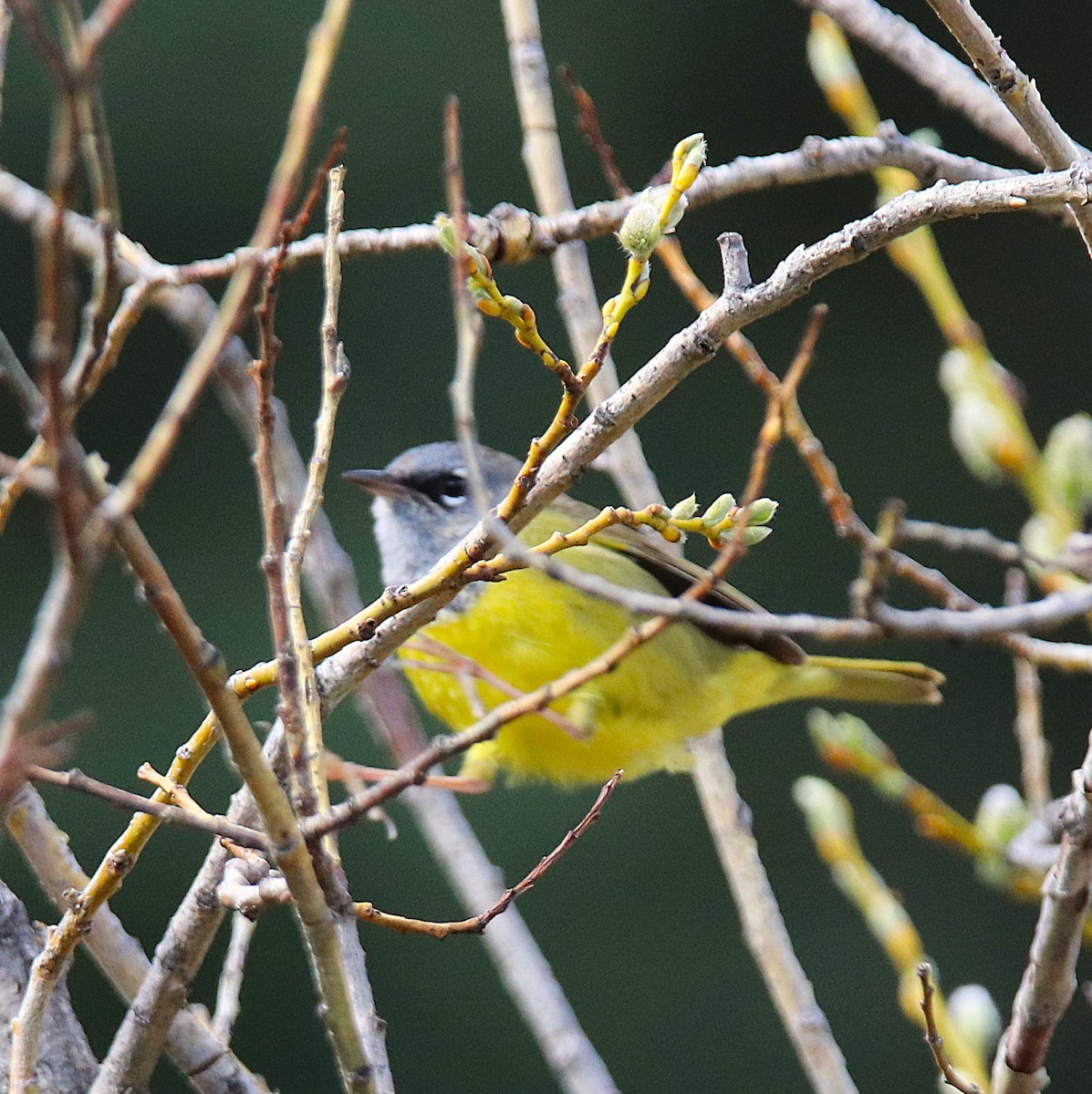 MacGillivray's Warbler - ML637168269