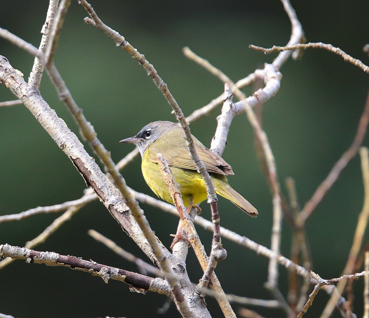 MacGillivray's Warbler - ML637168270