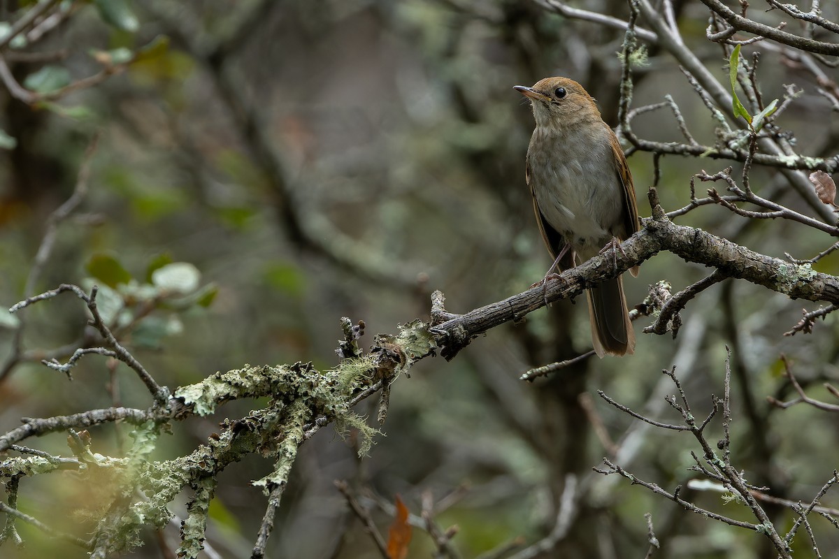 Russet Nightingale-Thrush - ML637168271
