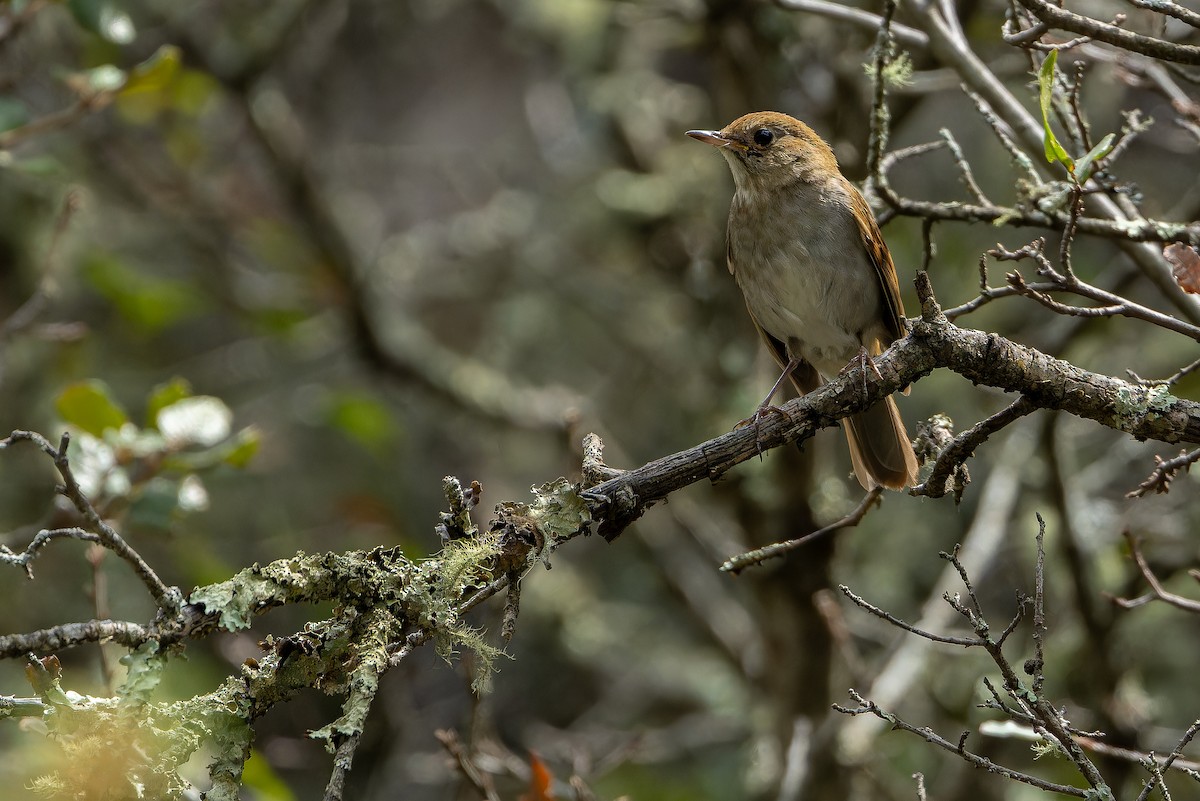 Russet Nightingale-Thrush - ML637168274