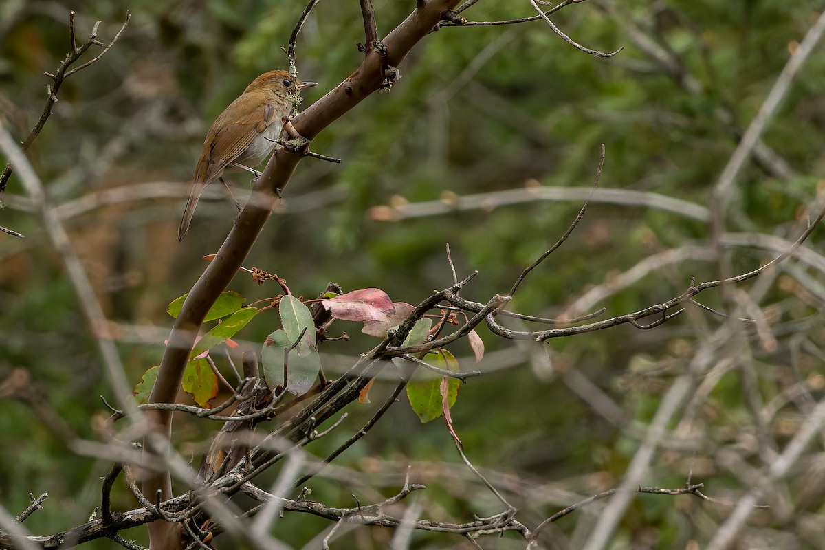 Russet Nightingale-Thrush - ML637168276