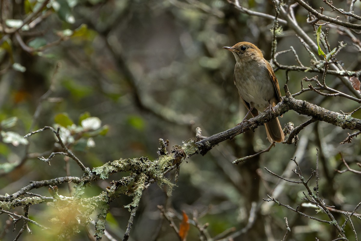 Russet Nightingale-Thrush - ML637168278