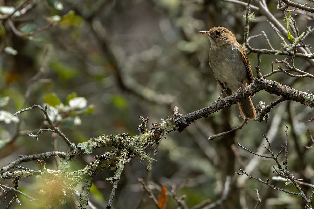 Russet Nightingale-Thrush - ML637168279