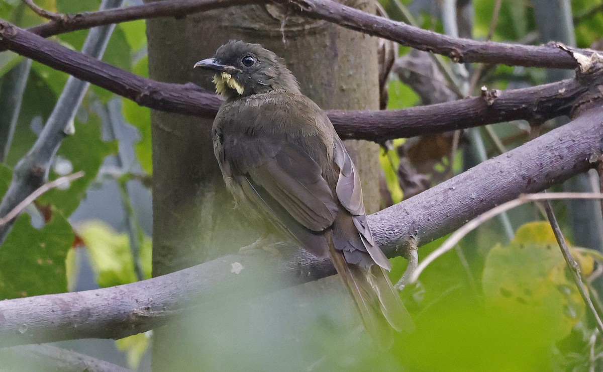 Yellow-whiskered Greenbul - ML637168285