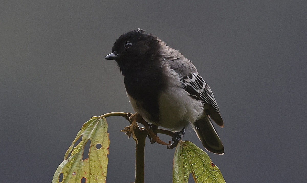 Stripe-breasted Tit - ML637168368