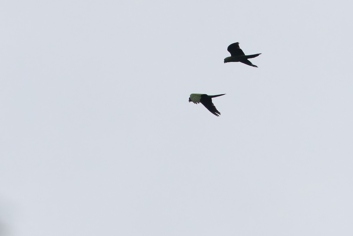 Maroon-fronted Parrot - ML637168380