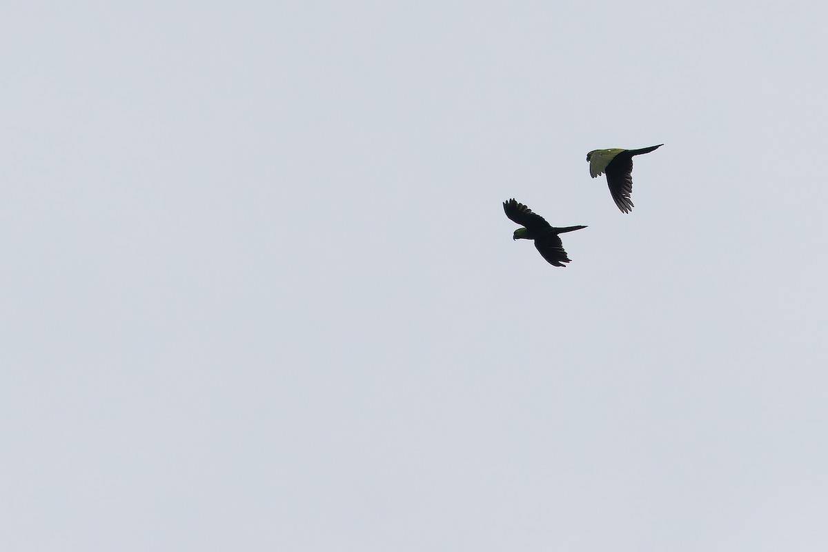 Maroon-fronted Parrot - ML637168381