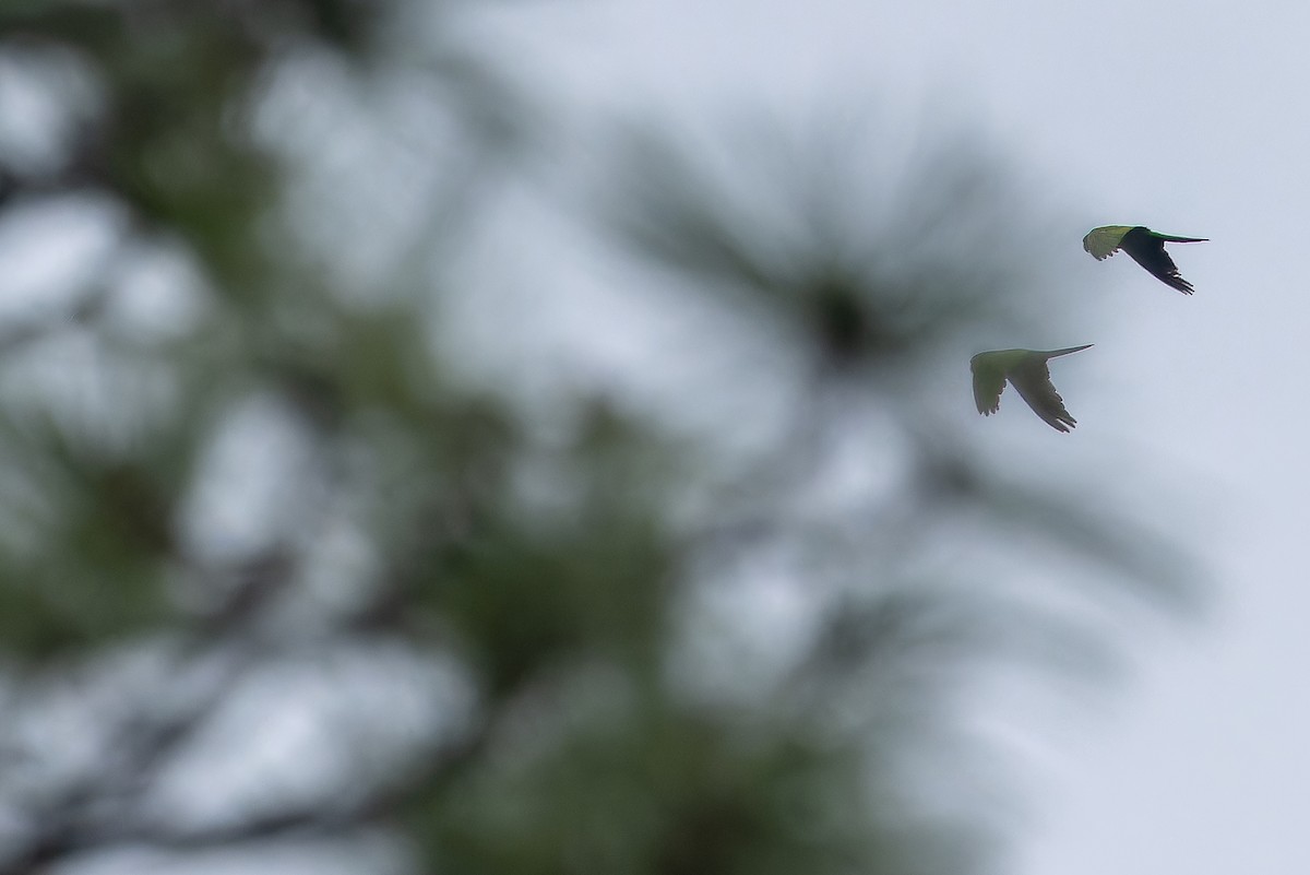 Maroon-fronted Parrot - ML637168387